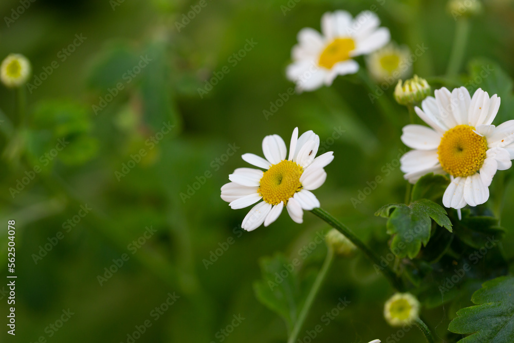 Blooming chamomile flower on a summer sunny day macro photo. Wildflowers with white petals in the meadow close-up photo. Blossom daisies in springtime floral background. Blooming chamomile flower on a summer sunny day macro photo. Wildflowers with white petals in the meadow close-up photo. Blossom daisies in springtime floral background.