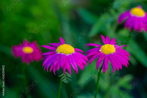 Blooming pink Pyrethrum flower on a green background in summer macro photography. Garden daisy flower with red petals closeup photo on a sunny day. 
