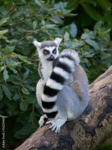lemur on a tree © Travel Photos