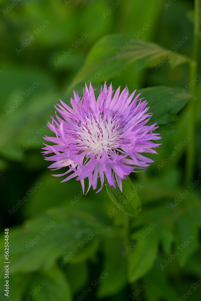 Blooming cornflower blue on a green background on a sunny day macro photography. Fresh bachelor's button flower with purple thin petals in springtime close-up photo. Blooming cornflower blue on a green background on a sunny day macro photography. Fresh bachelor's button flower with purple thin petals in springtime close-up photo.