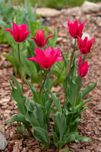 Flowers in the country. Nature and beautiful colors. Tulips. Landscape at the cottage. Favorite garden.