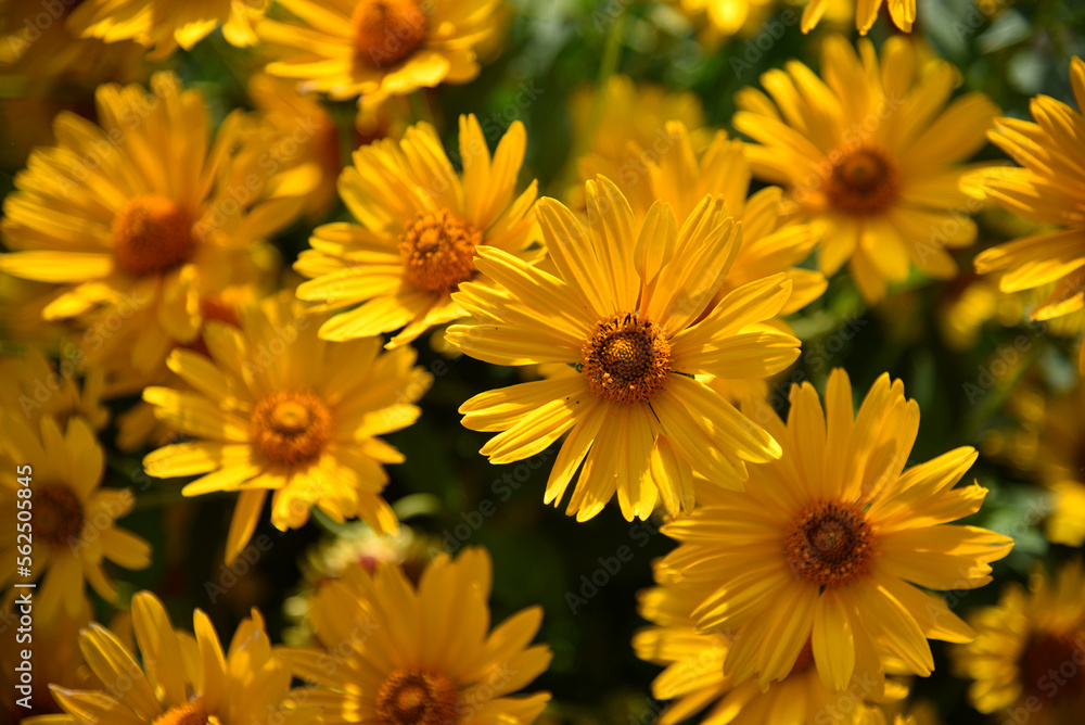 Yellow daisies on a summer evening. Beautiful yellow flowers. Asteraceae. Yellow daisies on a summer evening. Beautiful yellow flowers. Asteraceae.