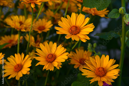 Yellow daisies on a summer evening. Beautiful yellow flowers. Asteraceae.