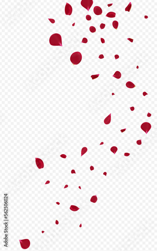 Delicate Sakura Spring Vector Transparent