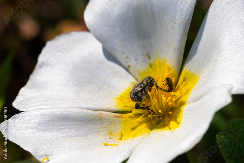 An insect pollinates the white flower of salvia cistus plant, salvia cistus or Gallipoli rose, family Cistaceae.