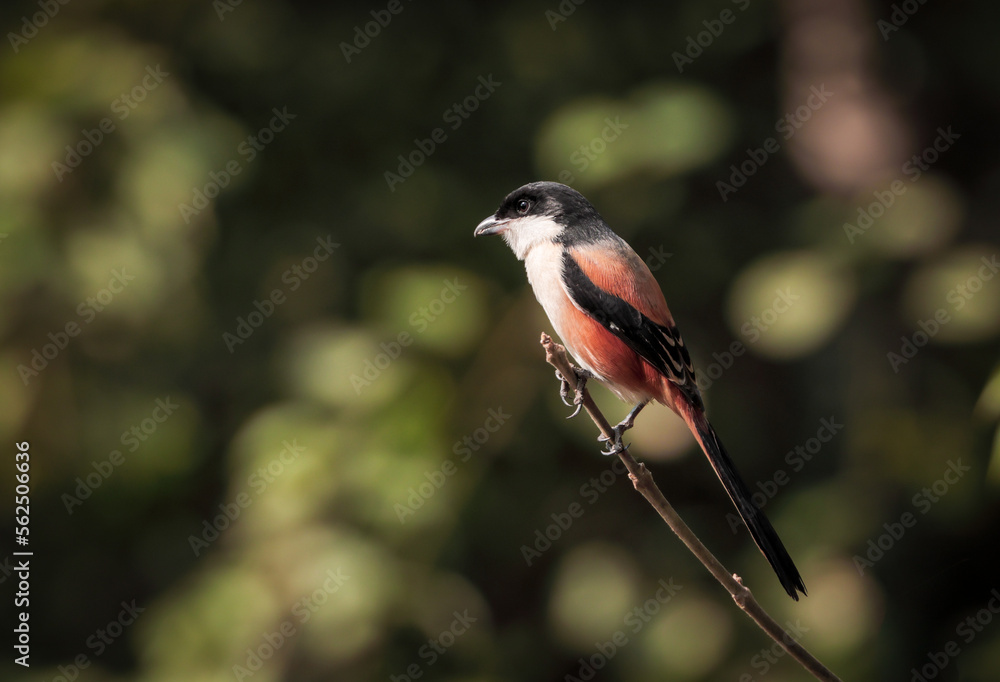 Fototapeta premium long-tailed shrike or rufous-backed shrike is a member of the bird family Laniidae, the shrikes. 