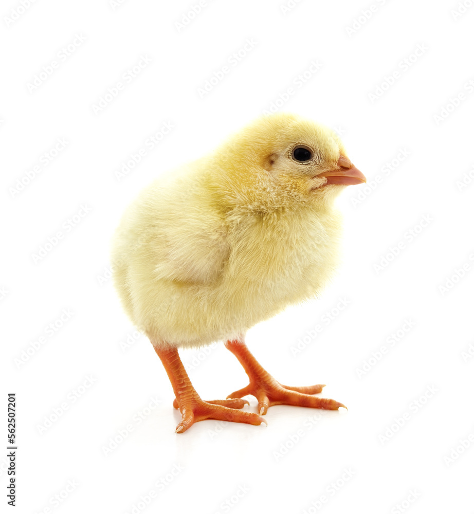 Little yellow chicken. Little yellow chicken.