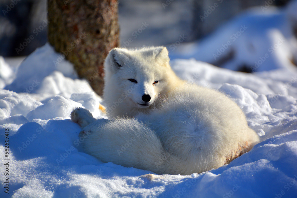 Photo &amp; Art Print In winter arctic fox (Vulpes lagopus), also 