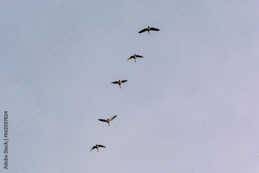 Canada Geese Flying In A V Formation