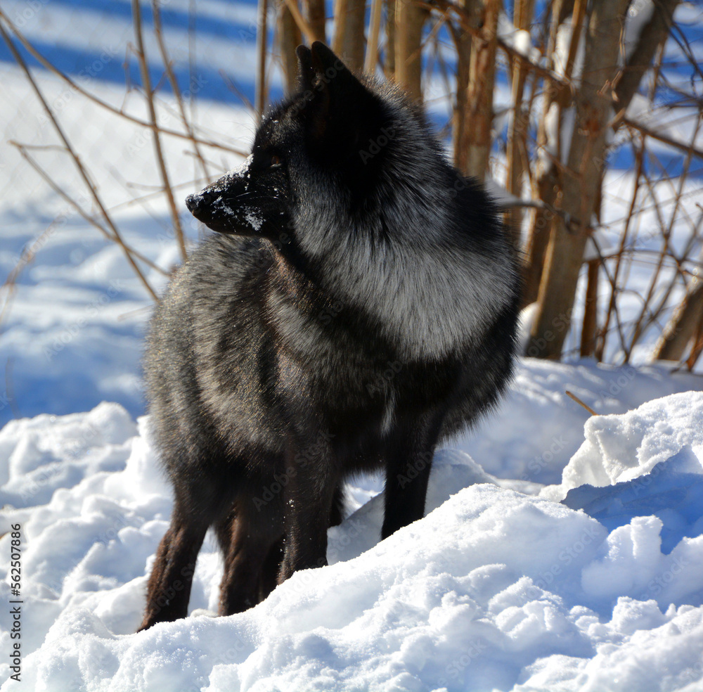Obraz premium The silver fox is a melanistic form of the red fox (Vulpes vulpes). Silver foxes display a great deal of pelt variation. Some are completely glossy black except for a white colouration on the tale
