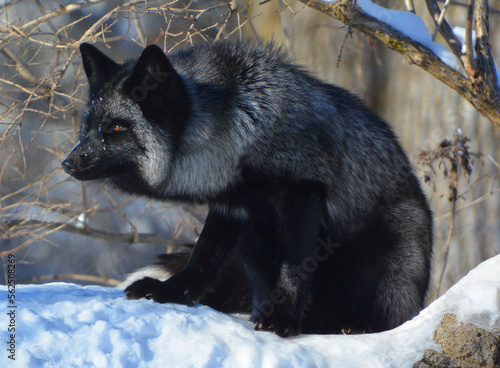 The silver fox is a melanistic form of the red fox  Vulpes vulpes . Silver foxes display a great deal of pelt variation. Some are completely glossy black except for a white colouration on the tale