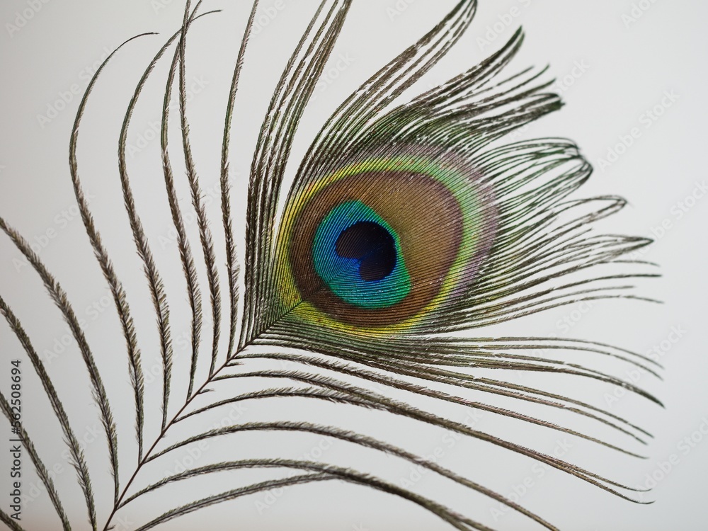 Fototapeta premium Decorative end of the tail feather of a peacock