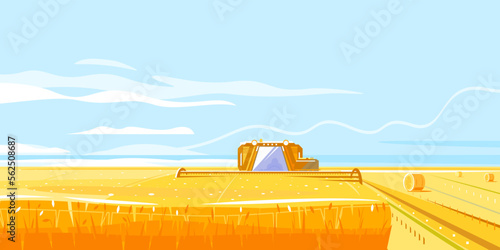 Combines harvesting wheat fields in front view, autumn rural landscape with harvesting machine and haystacks, dried haystack to the horizon in simple colors and lines, farming life illustration