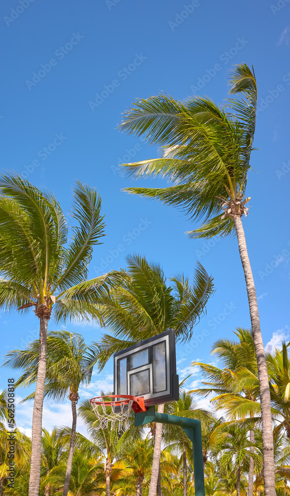 Basketball ring and backboard with coconut palm trees in background.