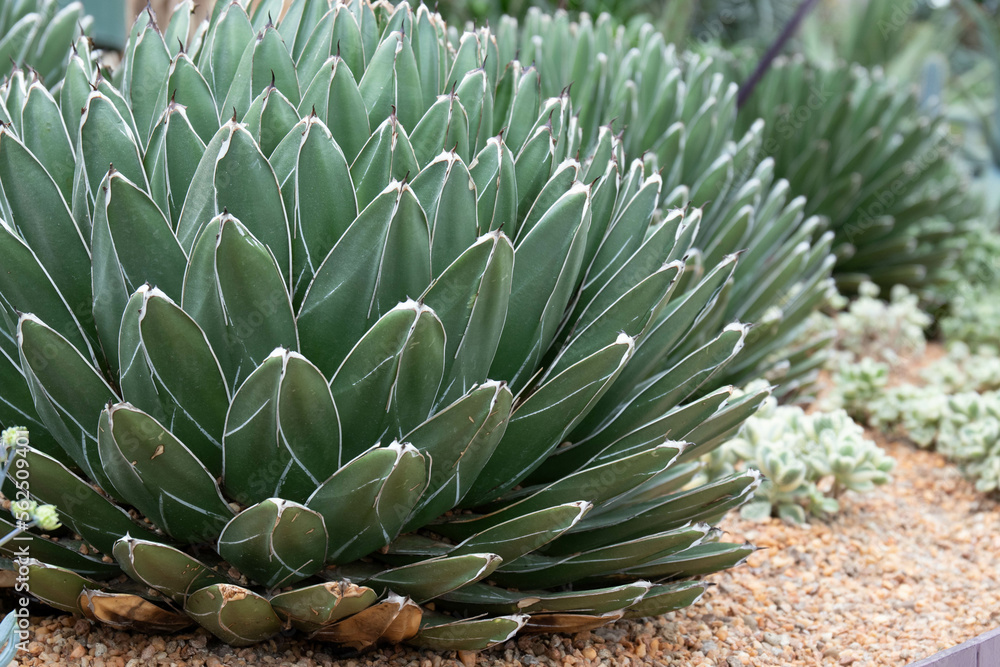 Close up Texture and Pattern of Cactus plant, Queen victoria agave Close up Texture and Pattern of Cactus plant, Queen victoria agave