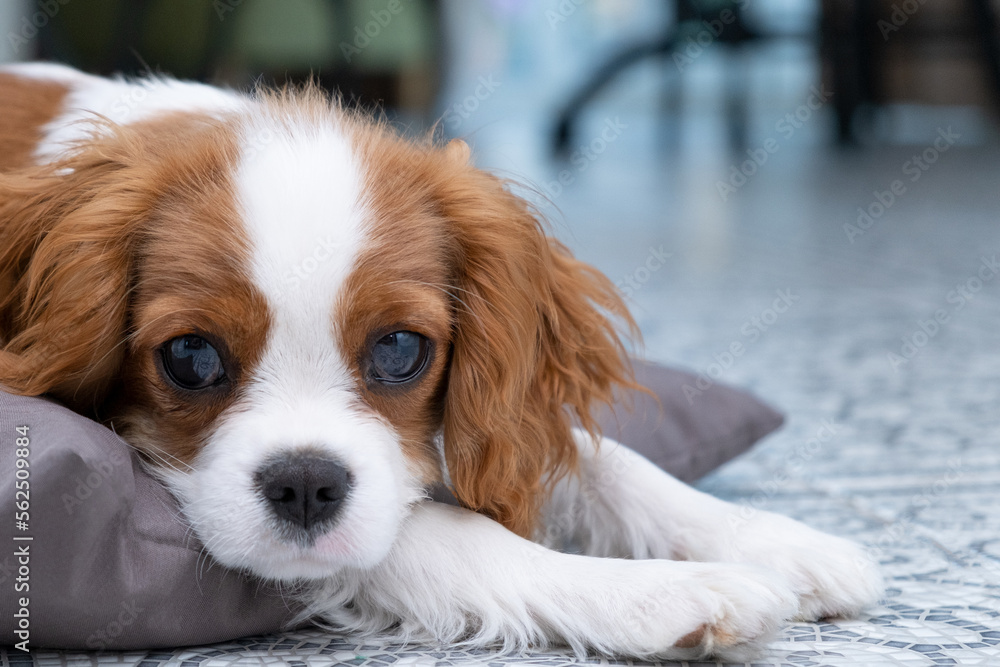 Close up portrait of Cute dog puppy. Cavalier King Charles Spaniel Blenheim. Banner Close up portrait of Cute dog puppy. Cavalier King Charles Spaniel Blenheim. Banner