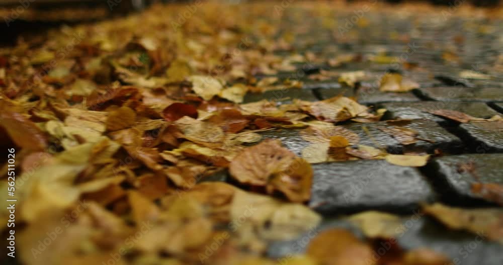 Crossing a dark brick road covered in autumn leaves after rainy day. High quality 4k footage Crossing a dark brick road covered in autumn leaves after rainy day. High quality 4k footage
