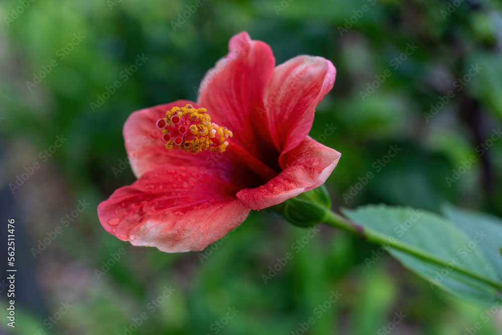 Delicate red-pink hibiscus flower on a bush Delicate red-pink hibiscus flower on a bush