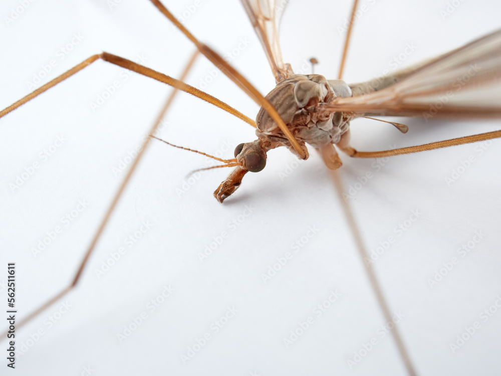 Big mosquito on a white background. Large Crane Flies. Family Tipulidae Big mosquito on a white background. Large Crane Flies. Family Tipulidae