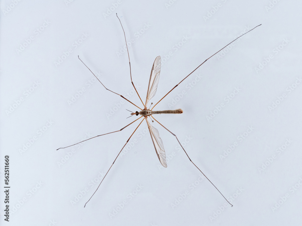 Big mosquito on a white background. Large Crane Flies. Family Tipulidae Big mosquito on a white background. Large Crane Flies. Family Tipulidae
