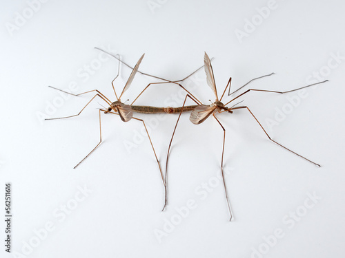Big mosquito on a white background. Large Crane Flies. Family Tipulidae 