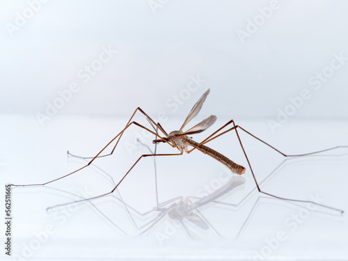 Big mosquito on a white background. Large Crane Flies. Family Tipulidae 