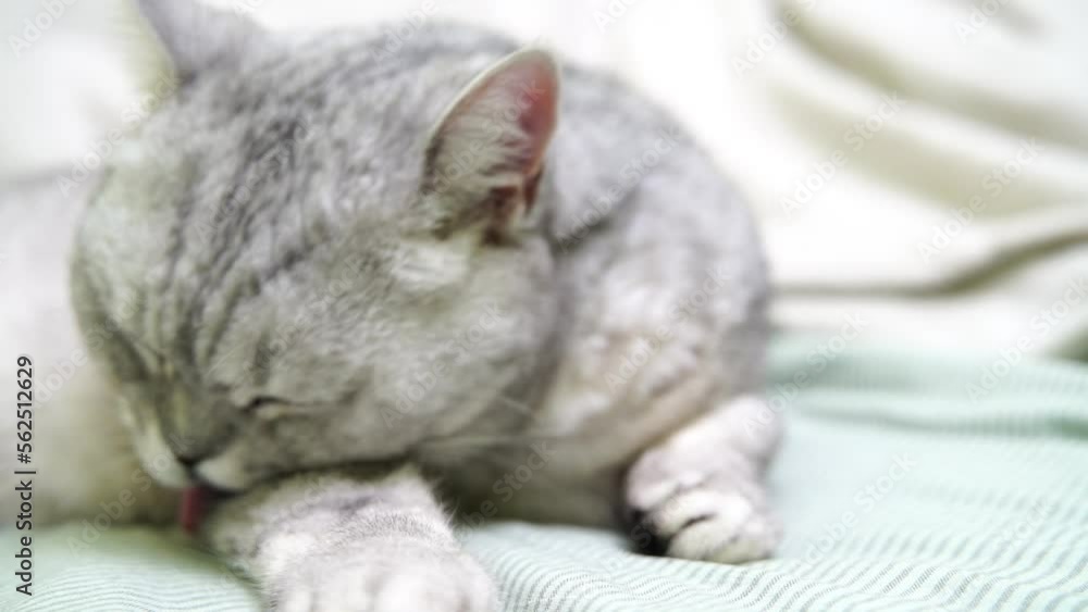 British Scottish fold cat is washing her tongue. happy cat washes, licks his paw. cat is lying. beautiful tabby cat. pet is resting in the room British Scottish fold cat is washing her tongue. happy cat washes, licks his paw. cat is lying. beautiful tabby cat. pet is resting in the room