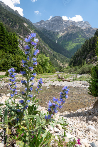 River of the Pyrenees with a monkshood plant in the foreground