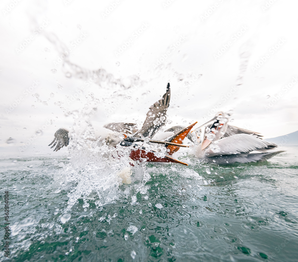 Fototapeta premium pelicans fishing in the water