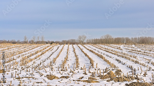 Winter farmland with corn stubbles in the snow on a sunny day