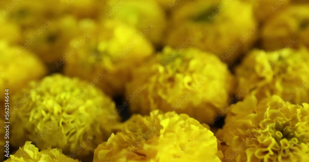 Beautiful flowers in field at sunset ,marigold Calendula flower. macro shot. Yellow beutiful flower. Nature concept. Calendula officinalis. Spring time diwali stock footage color inspiration womens Beautiful flowers in field at sunset ,marigold Calendula flower. macro shot. Yellow beutiful flower. Nature concept. Calendula officinalis. Spring time diwali stock footage color inspiration womens