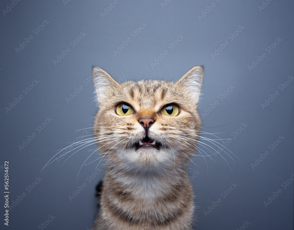 cute tabby cat meowing looking at camera portrait on gray background with copy space