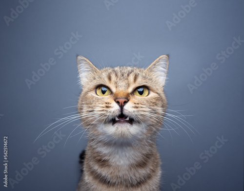 cute tabby cat meowing looking at camera portrait on gray background with copy space