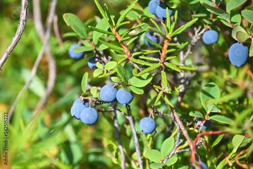 Karelian blueberries.