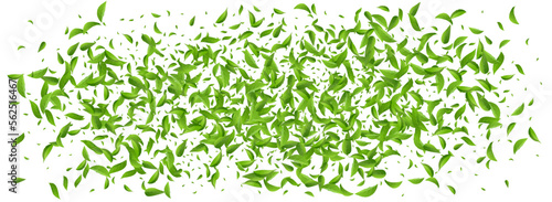 Olive Foliage Spring Vector Panoramic White