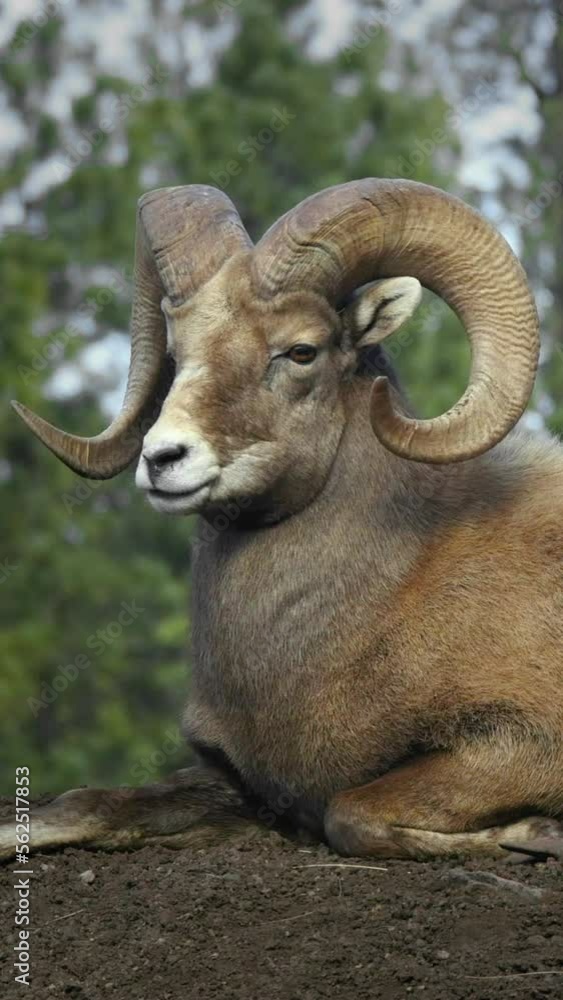 Vertical Video Bighorn Sheep Vertical Video Bighorn Sheep
