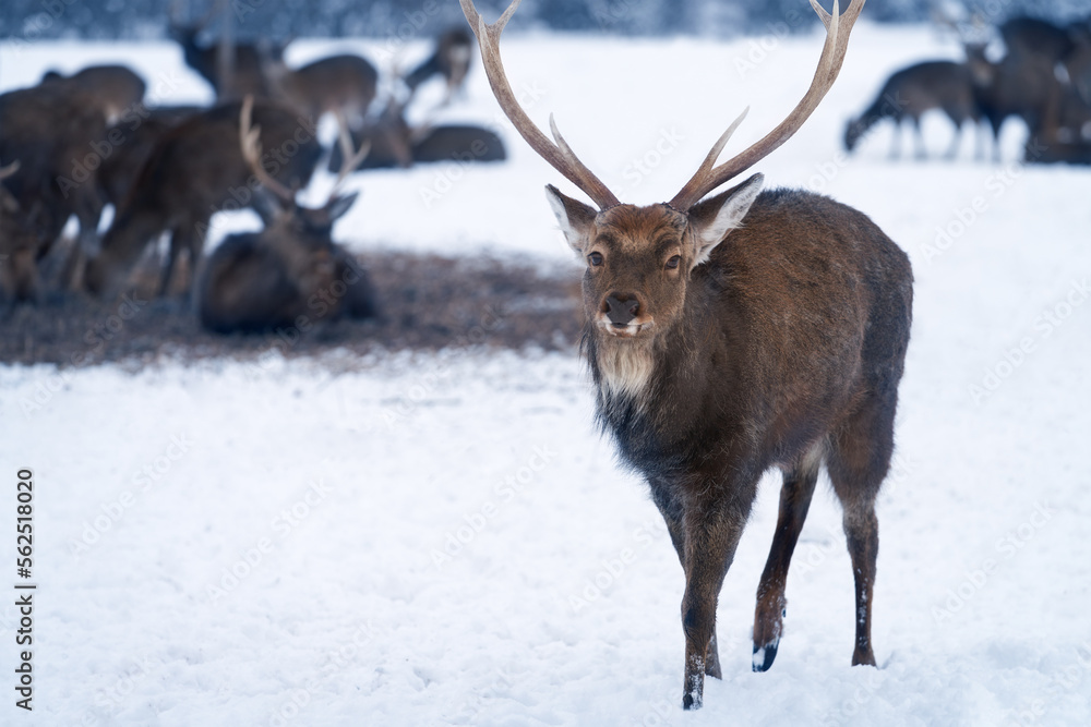 A beautiful noble deer in front of a family of reindeer at a winter rookery. Selective focus.. A beautiful noble deer in front of a family of reindeer at a winter rookery. Selective focus..