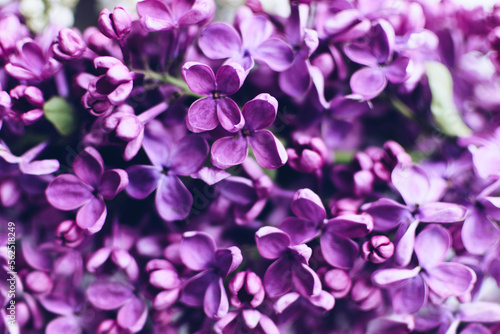 Beautiful spring lilac texture background © Nelli Kovalchuk