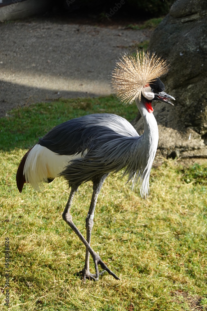 Fototapeta premium Grey crowned crane. A spectacular, mostly blue-gray crane with a black-and-white face and a crown of golden-yellow plumes.