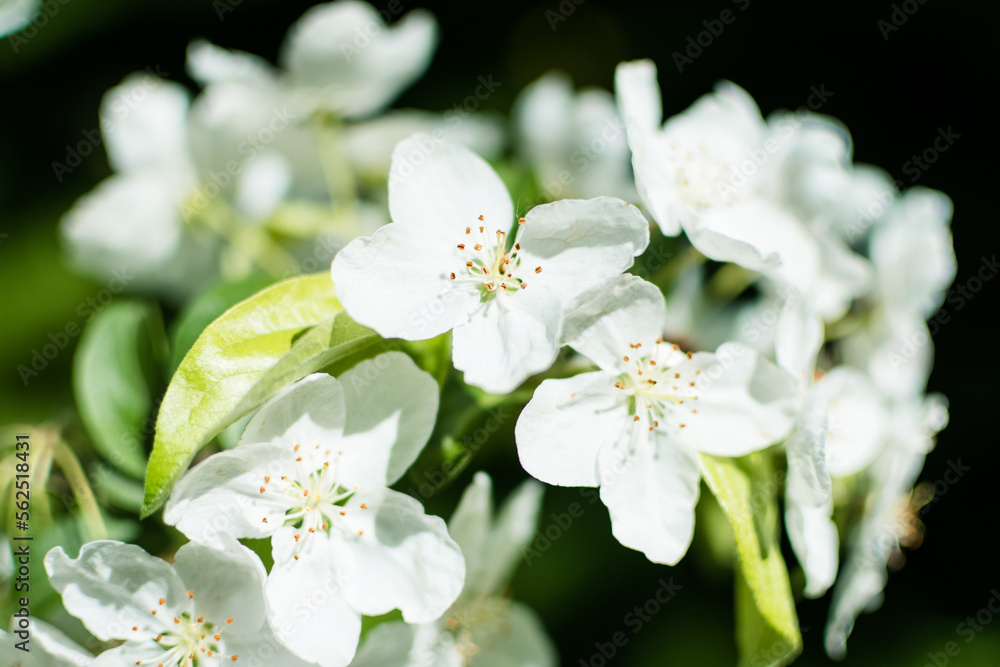 Spring blossom of the tree Spring blossom of the tree