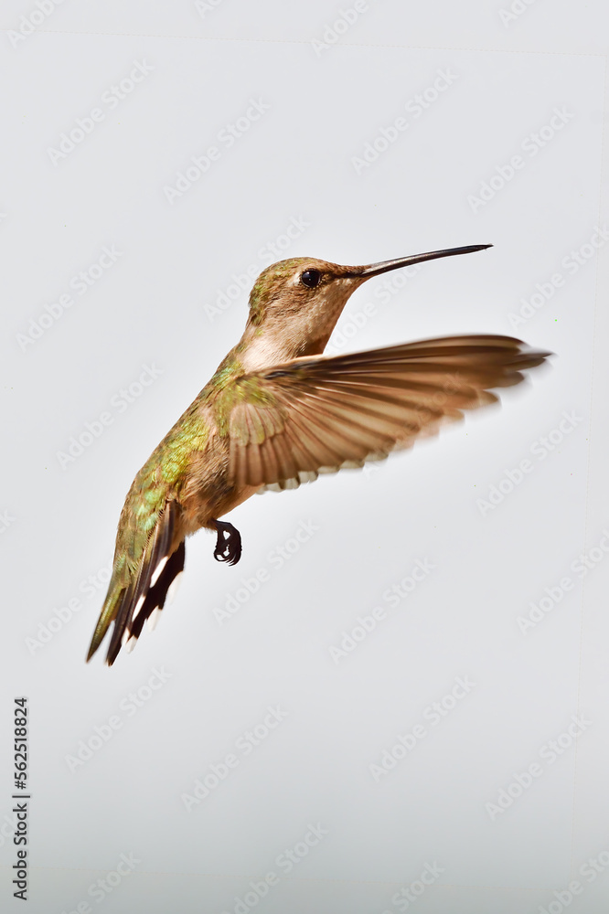 Fototapeta premium Hummingbird