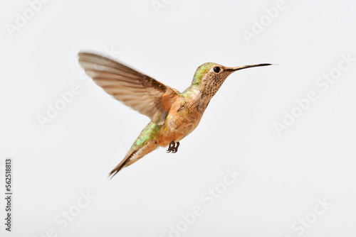 Hummingbird © loren