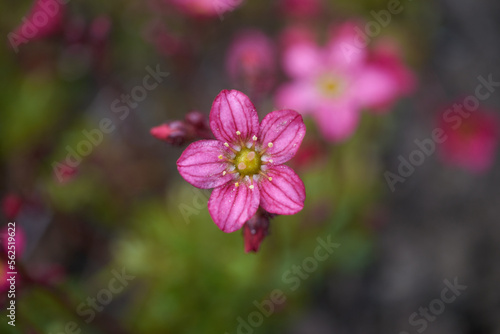 Small pink Saxifrage arendsii flower