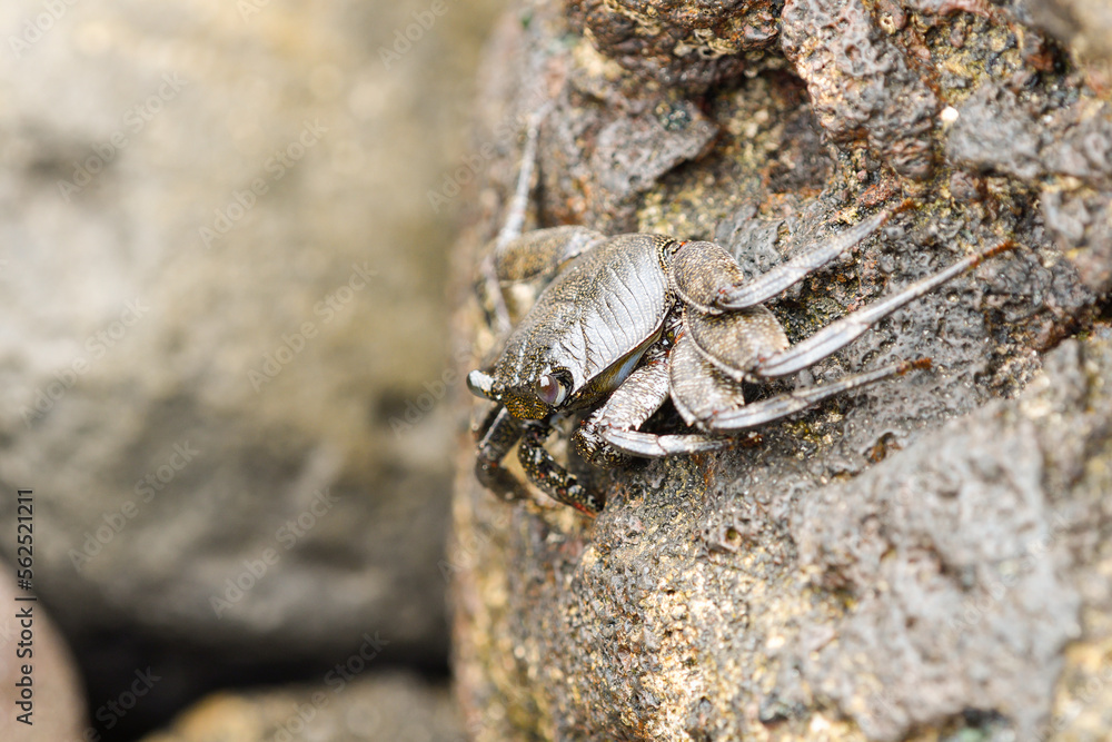 Close-up of Moorish crab among the volcanic rocks of La Graciosa Close-up of Moorish crab among the volcanic rocks of La Graciosa