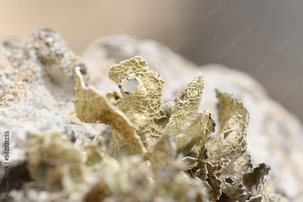 Close-up of lichen on volcanic rock at Playa La Cocina Close-up of lichen on volcanic rock at Playa La Cocina