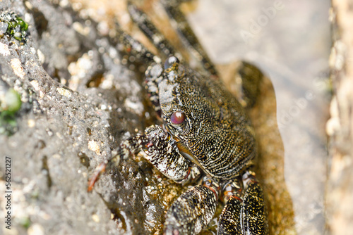 Close-up of Moorish crab among the volcanic rocks of La Graciosa