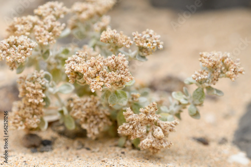 Close-up of Polycarpaea nivea at La Cocina Beach photo