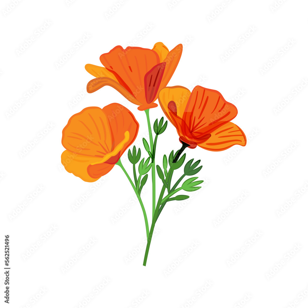 California State Flower Poppy Vector, Poppy Vector, Poppies Flower, Poppy Flower Vector, Orange Flower, Golden State Flower, Vector Illustration Background - obrazy, fototapety, plakaty 