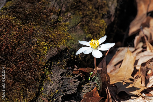 A Bloodroot Rises Above the Forest Floor photo