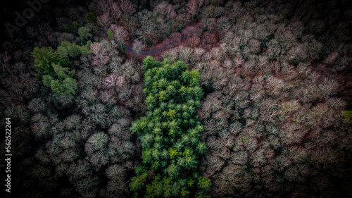 La forêt Bois  photo